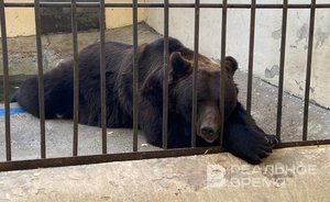 В Казанском зооботсаду выявили нарушение содержания бурых медведей
