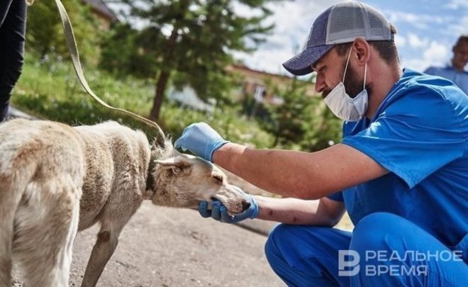 На отлов и содержание бездомных животных в Казани потратят почти 36,3 млн рублей