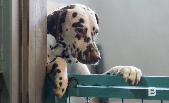 В Госдуме предложили обязать заводчиков животных платить налоги