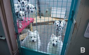 Казанцы за год приютили 406 собак из «Зооцентра»