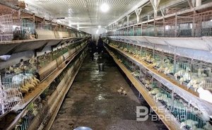 За три года из-за птичьего гриппа в России уничтожили больше 10 млн домашних птиц