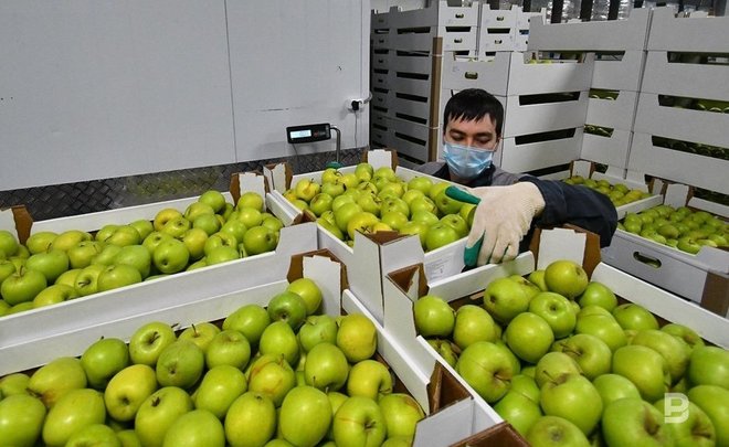 Диетологи сообщили, сколько нужно есть яблок для профилактики рака