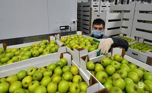 Диетологи сообщили, сколько нужно есть яблок для профилактики рака