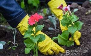 До конца сентября в Елабуге проведут масштабное озеленение