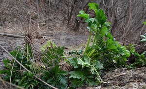 В Казани вновь пройдет акция по борьбе с борщевиком