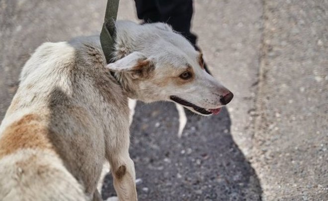 В деревне Муслюмовского района Татарстана сняли карантин по бешенству животных