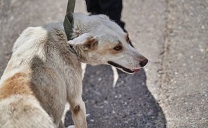 В деревне Муслюмовского района Татарстана сняли карантин по бешенству животных