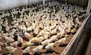 В Минсельхозпроде Татарстана назвали причины ликвидации двух подразделений