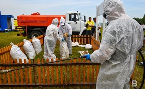 Из-за птичьего гриппа в Лениногорском районе Татарстана начнут изымать животных