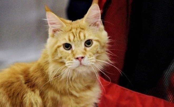 В Казани сотрудники МЧС спасли двоих детей и взрослых от агрессивной кошки