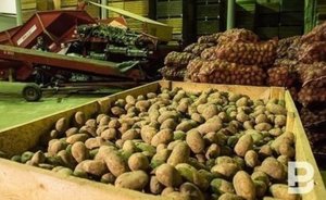 В Татарстане на субботние сельхозярмарки завезли вдвое больше продукции — видео