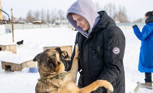 120 килограммов корма и строительные материалы передали волонтеры в приют бездомных животных