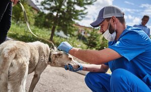 В двух сельских поселениях Татарстана отменили карантин по бешенству животных