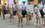 На Алтае завершился первый в истории Татарстана пробег на лошадях татарской породы