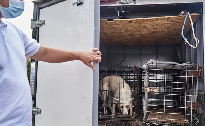 В Казани на содержание и регулирование численности бездомных животных выделят 24,5 млн рублей