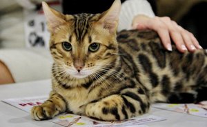 Исследование: 34% казанцев тратят на домашних питомцев 3—5 тысяч рублей в месяц