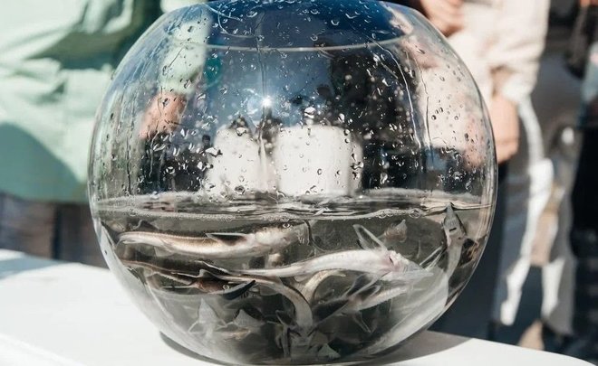 «Нижнекамскнефтeхим» запустил 200 тысяч мальков стерляди в Каму