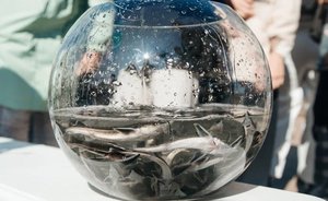 «Нижнекамскнефтeхим» запустил 200 тысяч мальков стерляди в Каму