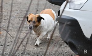 «Известия»: Госдума предложила ввести наказание за самовыгул питомцев