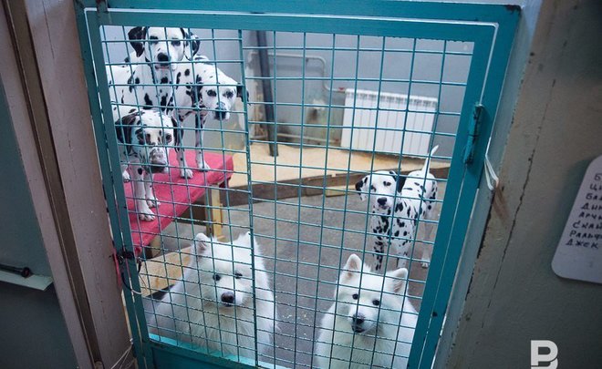 Ветслужба Казани открыла первый в Татарстане государственный зооотель