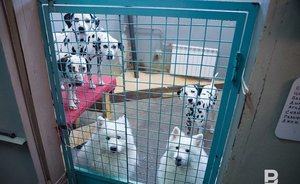 Ветслужба Казани открыла первый в Татарстане государственный зооотель