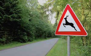 Прокуратура требует от «Волго-Вятскуправтодора» установить вдоль трассы М-7 знаки, предупреждающие о диких животных