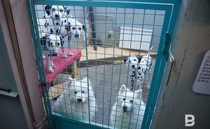 В Татарстане на отлов собак выделили более 27 млн рублей — видео