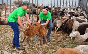 В Татарстане к Курбан-байраму подготовят 55 площадок заклания жертвенных животных