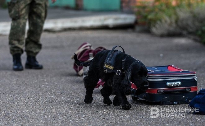 Сотрудники Татарстанской таможни изъяли из оборота свыше 81 тысячи единиц контрафакта с начала года