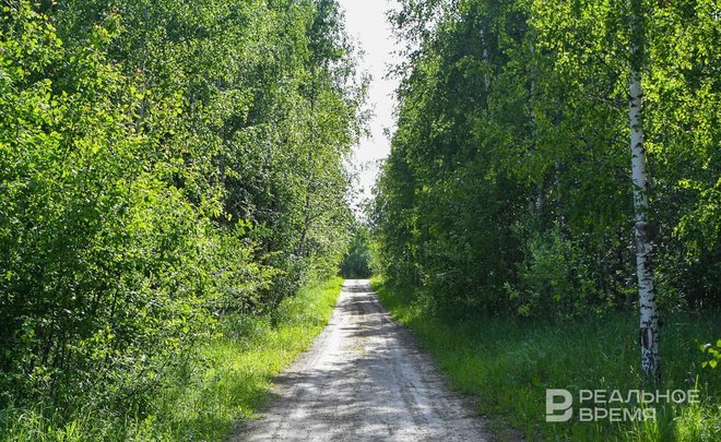 В Татарстане вновь ввели ограничение пребывания граждан в лесах и въезда в них машин