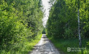 В Татарстане вновь ввели ограничение пребывания граждан в лесах и въезда в них машин