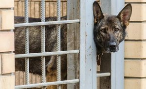 Казанцы более 2,3 тысячи раз обратились на единый телефон по заявкам на отлов собак