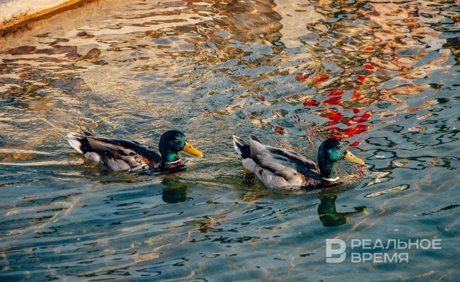 В Татарстане открыли сезон охоты на водоплавающую дичь с подружейными собаками и ловчими птицами