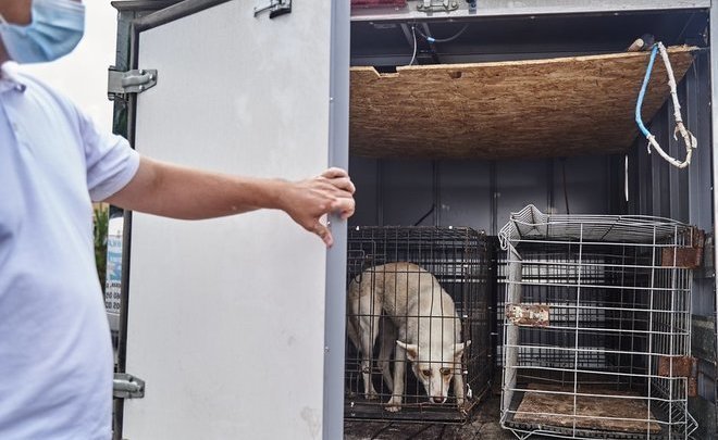 В Татарстане с начала года зафиксировали 1,2 тысячи случаев нападения бродячих животных на людей