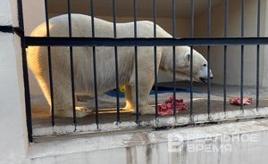 Казанская прокуратура выявила нарушения в содержании белого медведя в городском зоопарке
