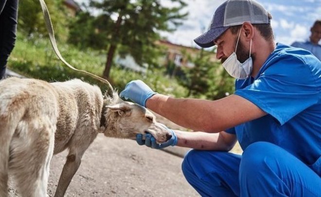 В эти выходные в Казани пройдет бесплатная вакцинация домашних животных от бешенства
