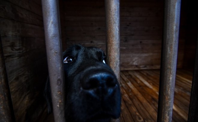 В Госдуме могут разрешить регионам усыплять бездомных собак