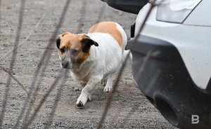 Терапевт рассказала о влиянии домашних животных на самочувствие хозяев