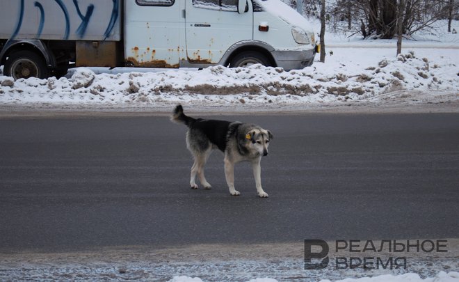 Соседка живодера из Верхнеуслонского района: «До случая с расчленением был еще один»