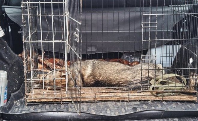 В селе Альметьевского района установили карантин по бешенству животных