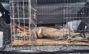 В селе Альметьевского района установили карантин по бешенству животных