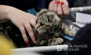 В России ввели требования к содержанию животных в зоомагазинах