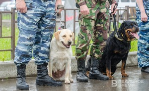 Пункты проведения ОГЭ и ЕГЭ в Казани осмотрят кинологические службы