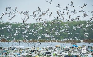 Российская технология отпугивания птиц с мусорных полигонов доказала свою эффективность