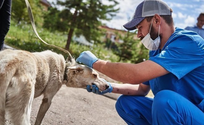 В казанских поселках до 80% собак находятся на самовыгуле