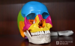 В Японии собираются создать первый в мире препарат для выращивания зубов