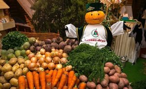 В Татарстане сельским жителям безвозмездно раздадут рассаду и семена на 10 млн рублей