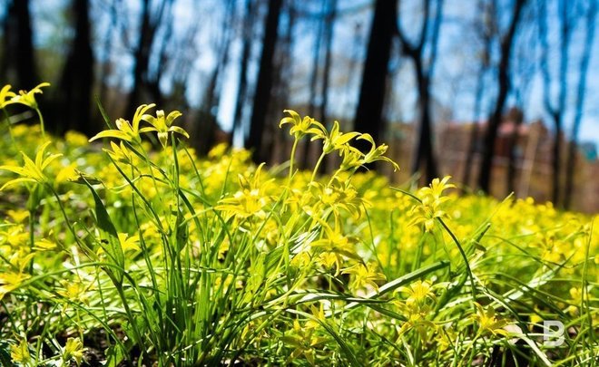 В этом году на цветочно-ландшафтное оформление Казани выделят 55,4 млн рублей