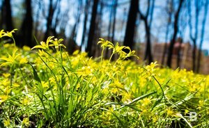 В этом году на цветочно-ландшафтное оформление Казани выделят 55,4 млн рублей