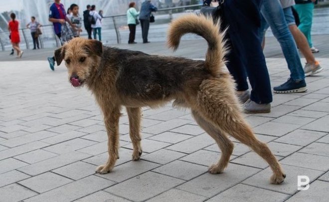 В Челнах ищут собаку на вакансию актера